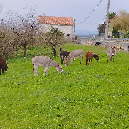 Los Sauces De La Fuente Santillana del Mar Dış mekan fotoğraf